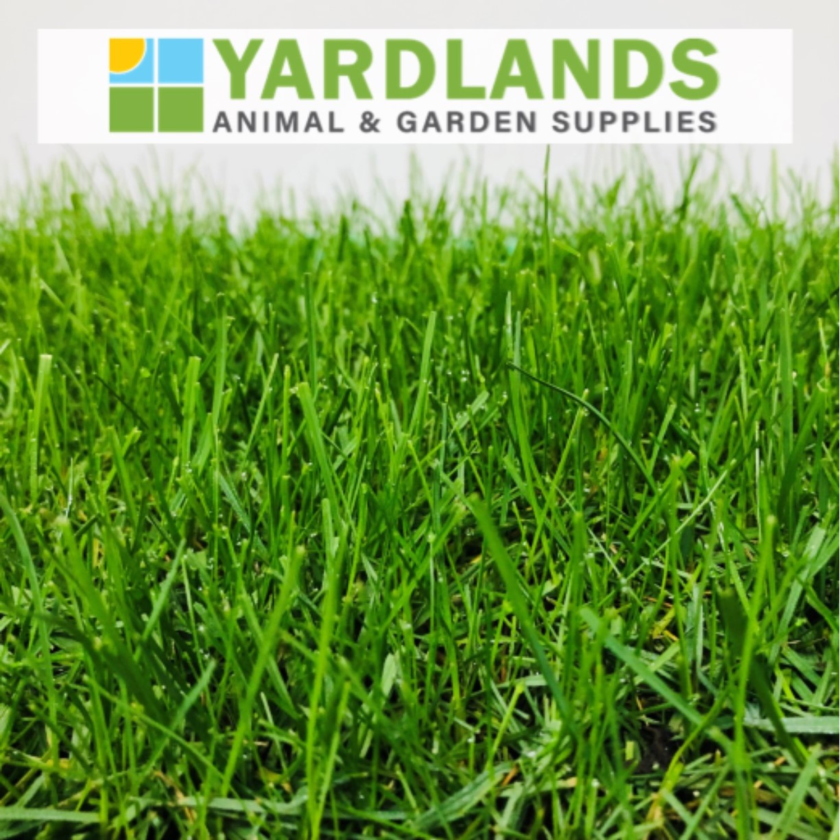 HARDY YARD LAWN SEED MIX Yardlands