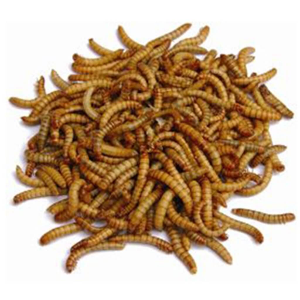 MEALWORMS (Dried) 125 & 500g - Yardlands