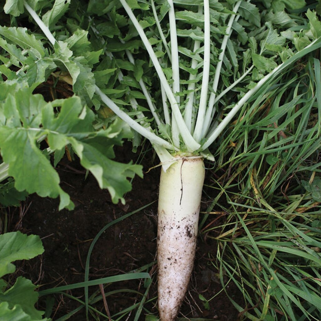 TILLAGE RADISH (DAIKON RADISH) Yardlands