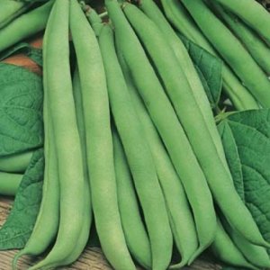 BEAN DWARF GOURMET DELIGHT - Yardlands