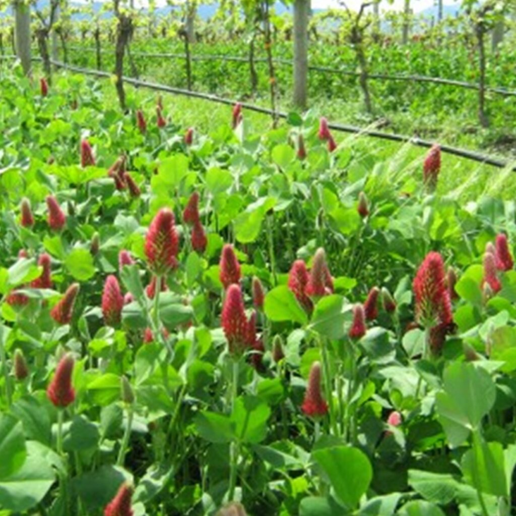 CRIMSON CLOVER Yardlands crimson-clover-yardlands