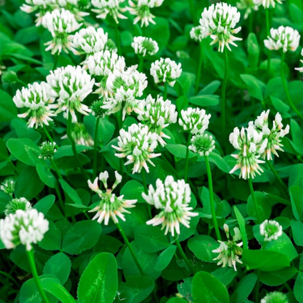 huia-white-clover-yardlands