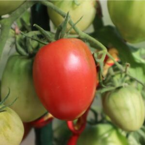 BEELINE OXHEART TOMATO