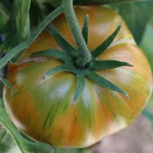 COPIA TOMATO
