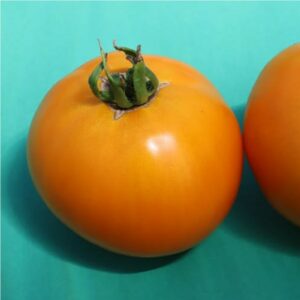 DANISH ORANGE TOMATO