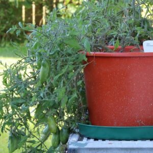 GREEN SAUSAGE TOMATO