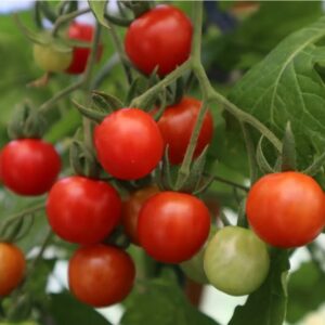 MATT’S WILD CHERRY TOMATO