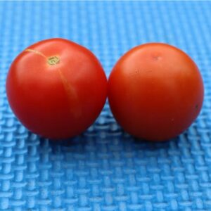 MONEY MAKER TOMATO