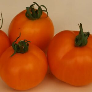 MOONGLOW TOMATO