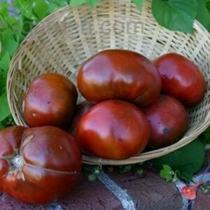 PAUL ROBESON TOMATO