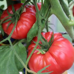 PRUDEN’S PURPLE TOMATO