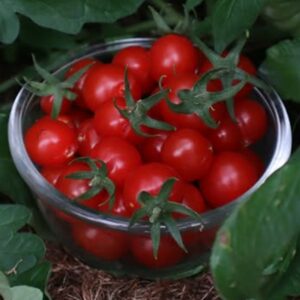 RED CHERRY TOMATO
