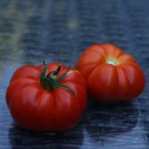CHEVIOT DWARF TOMATO