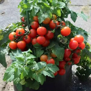 FLORIDA PETITE TOMATO