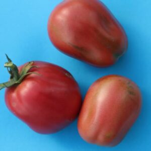 MARILYN'S ITALIANO TOMATO