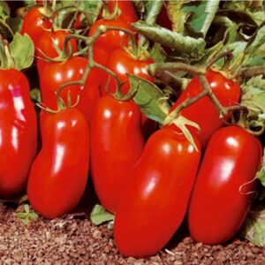 SAN MARZANO TOMATO