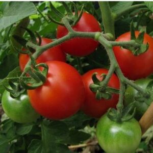 SIBERIAN TOMATO