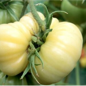 WHITE WONDER TOMATO