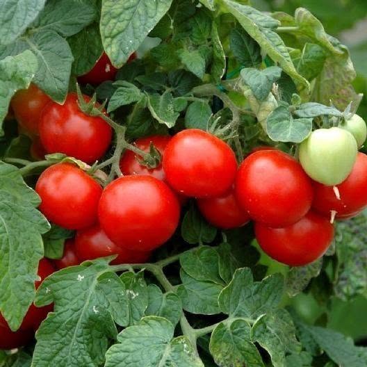 CHERRY HERITAGE MIX