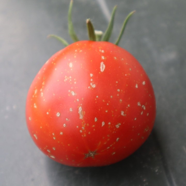 SCABITHA TOMATO